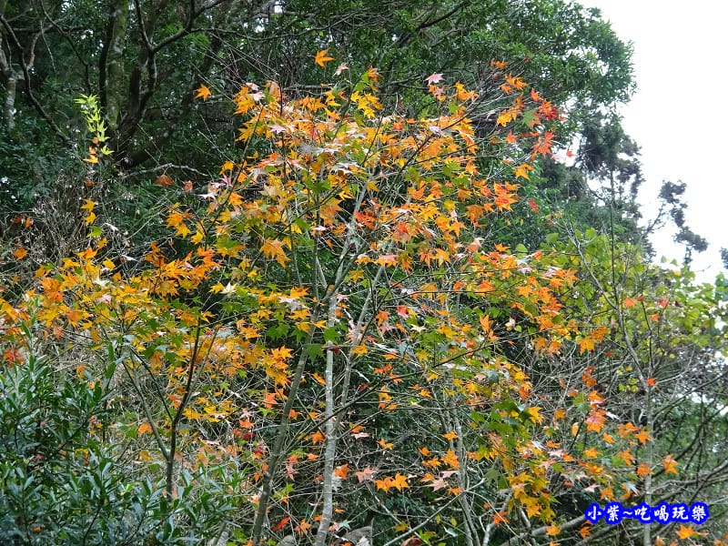 北橫一日遊【東眼山國家森林遊樂區】四周群山環繞、園區主要以柳