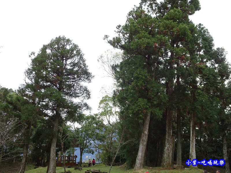 北橫一日遊【東眼山國家森林遊樂區】四周群山環繞、園區主要以柳