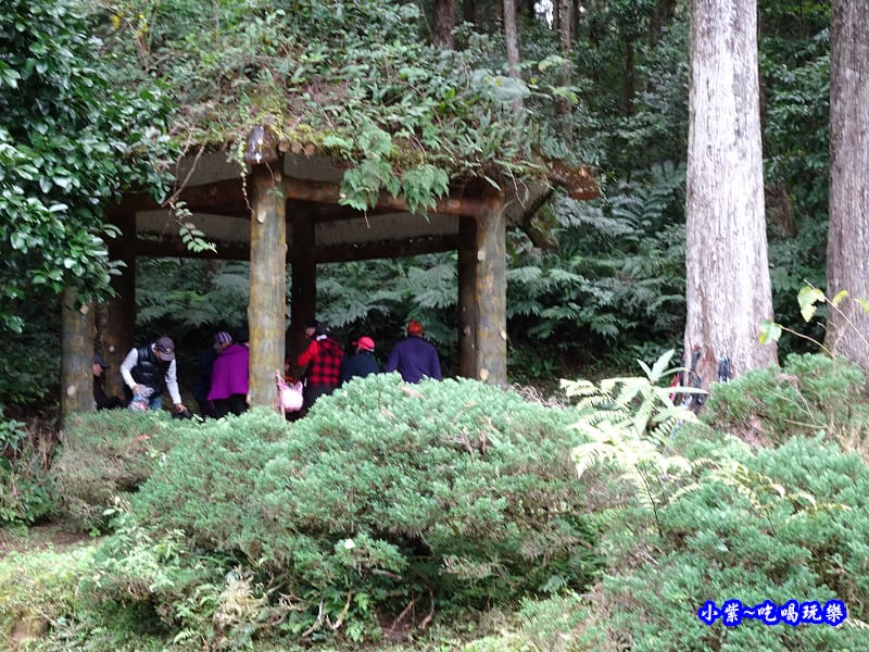 北橫一日遊【東眼山國家森林遊樂區】四周群山環繞、園區主要以柳