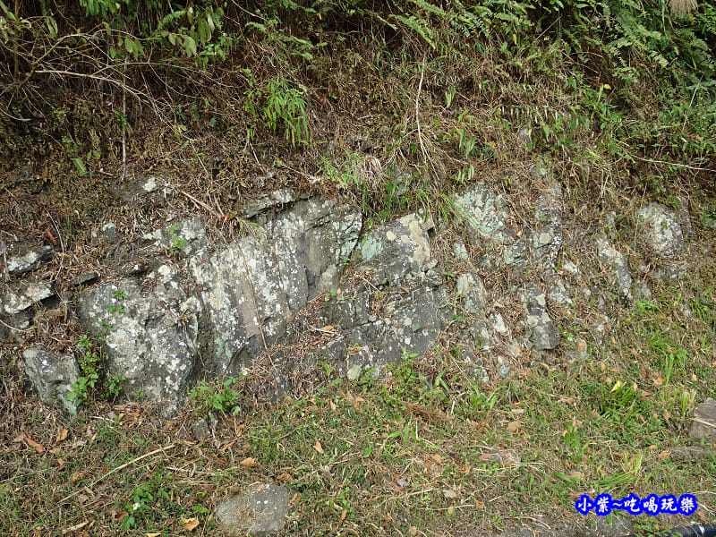 北橫一日遊【東眼山國家森林遊樂區】四周群山環繞、園區主要以柳