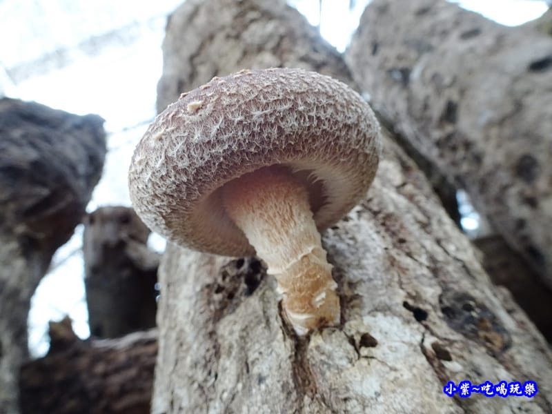 還不能採的椴木香菇.jpg 還不能採的椴木香菇.jpg