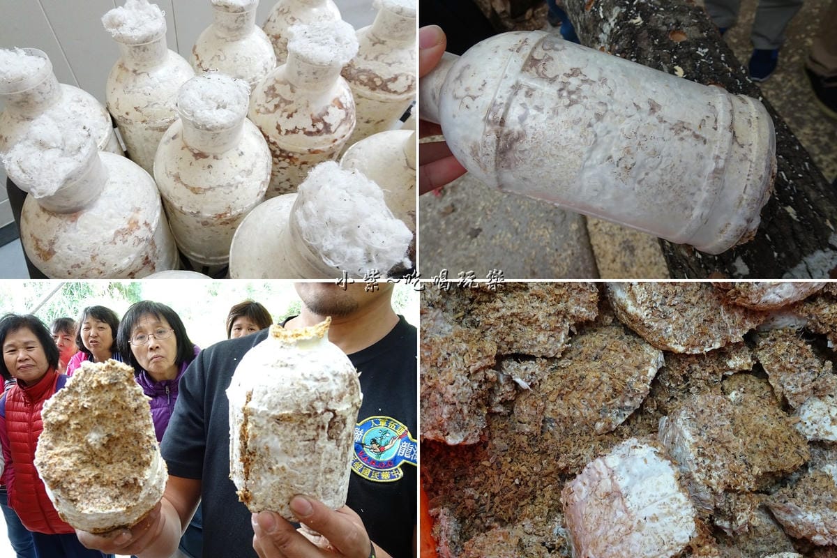 四季菇菌種-楓田農場.jpg 四季菇菌種-楓田農場.jpg