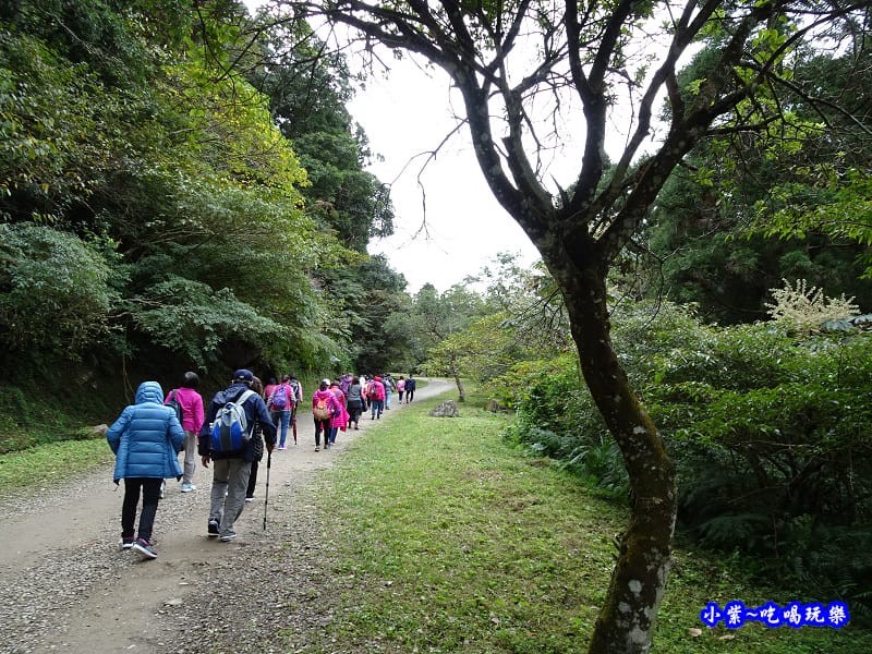 桃園北橫一日遊【楓田農場】體驗#種植楓香椴木香菇#採菇#香菇 桃園北橫一日遊【楓田農場】體驗#種植楓香椴木香菇#採菇#香菇