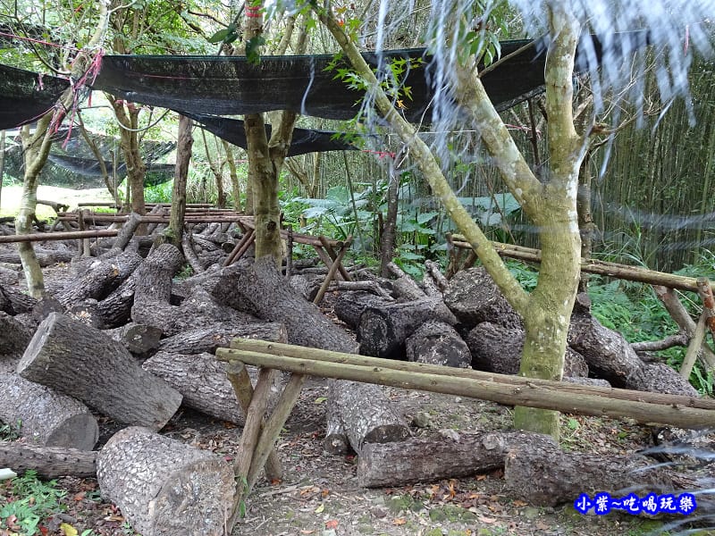 桃園復興-楓田農場 (16).jpg 桃園復興-楓田農場 (16).jpg