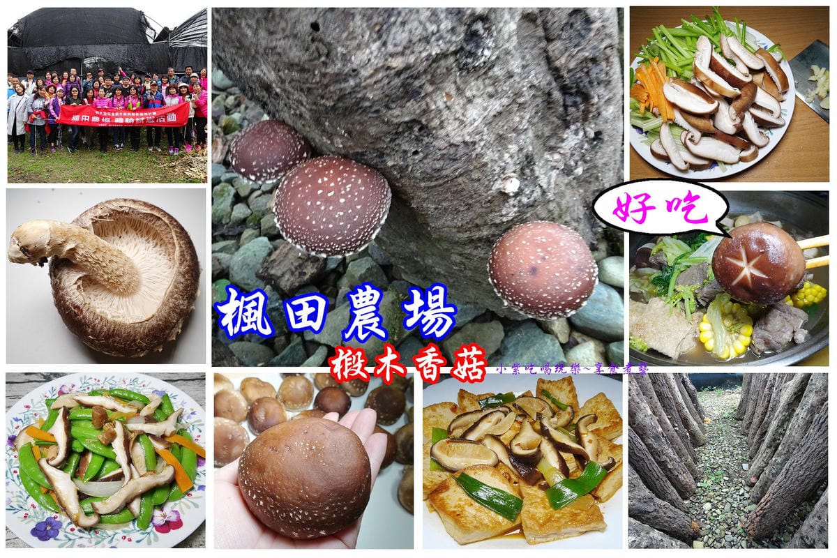 楓田農場-首圖.jpg