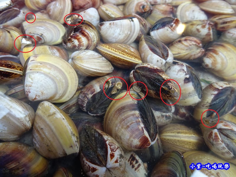 活蛤蜊-紳生魚片批發零售 (2).jpg