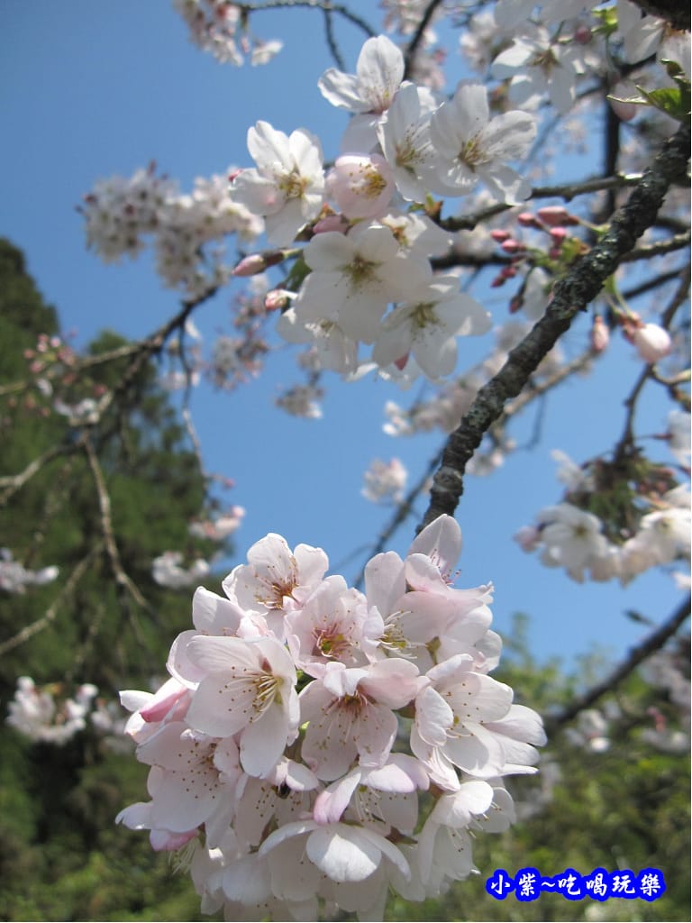 阿里山森林遊樂區-櫻花季36.jpg 阿里山森林遊樂區-櫻花季36.jpg