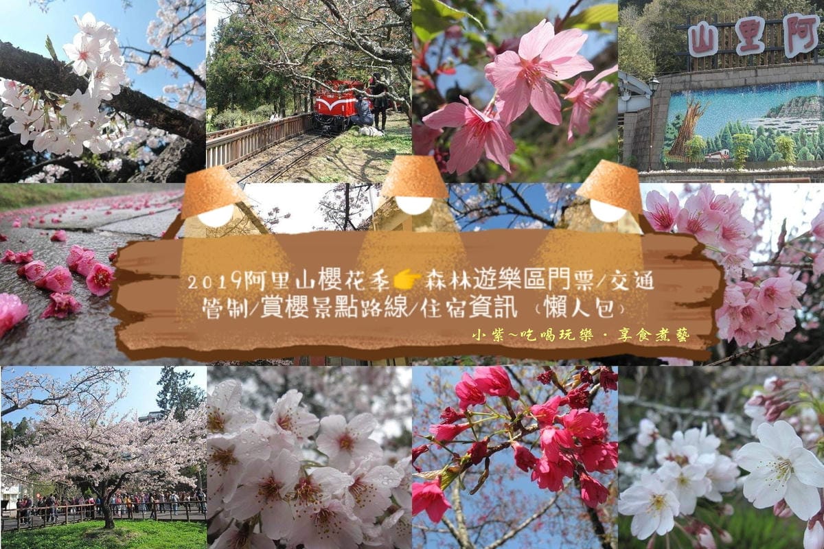 阿里山櫻花季首圖.jpg 阿里山櫻花季首圖.jpg