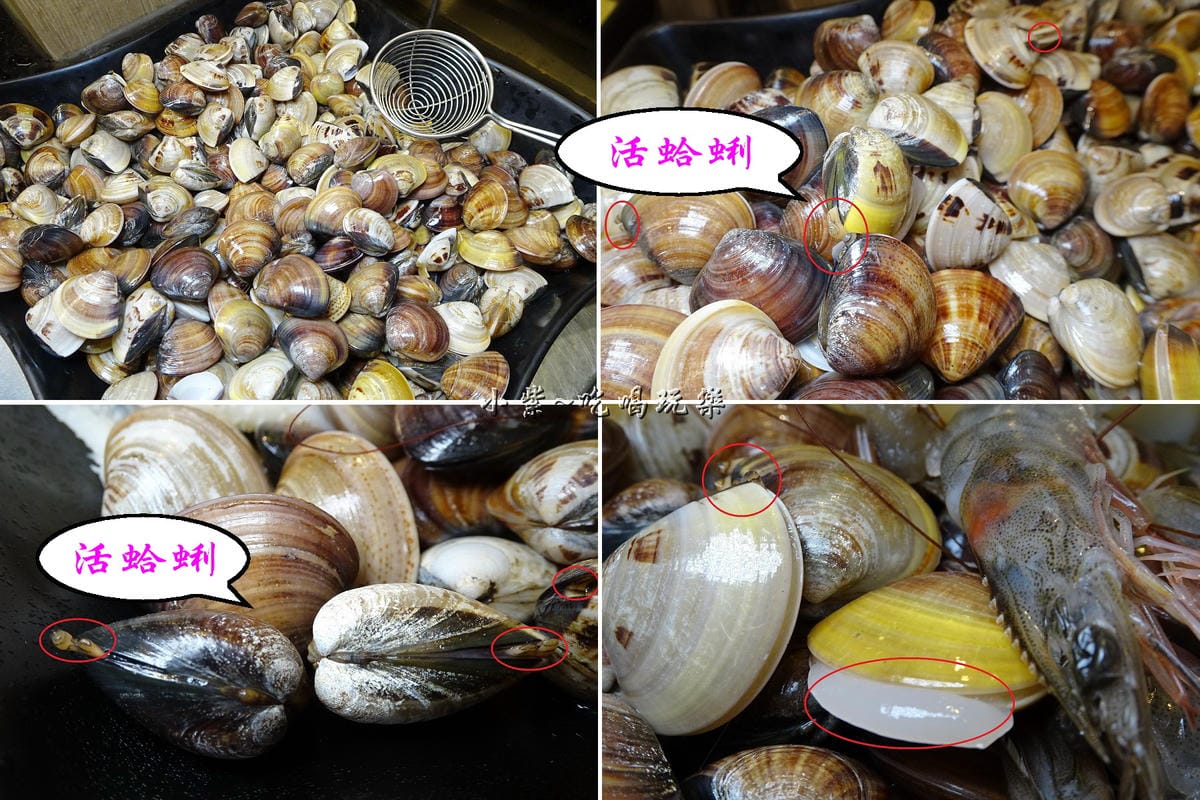 活蛤蜊-食鮮日式火鍋吃到飽.jpg 活蛤蜊-食鮮日式火鍋吃到飽.jpg
