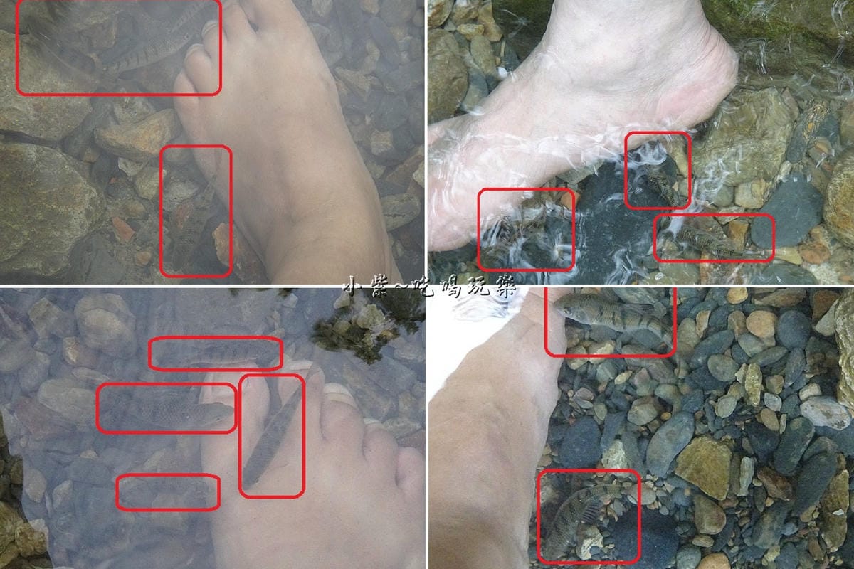 宜蘭猴洞坑瀑布-魚兒吃腳皮.jpg 宜蘭猴洞坑瀑布-魚兒吃腳皮.jpg