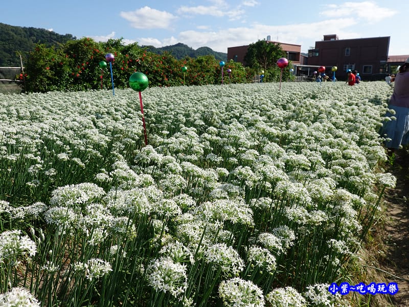 2019-9-13大溪韮菜花田 (6).jpg 2019-9-13大溪韮菜花田 (6).jpg