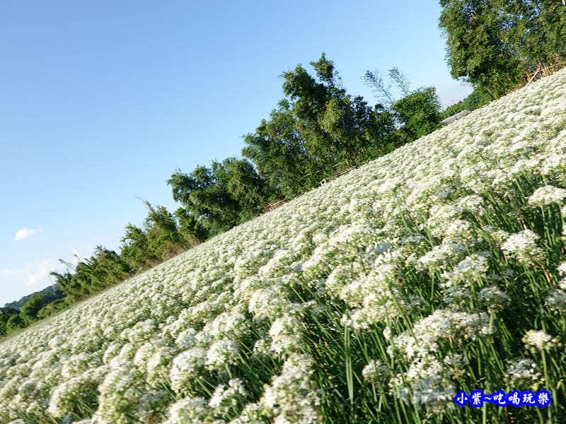 2019-9-13大溪韮菜花田 (18).jpg 2019-9-13大溪韮菜花田 (18).jpg