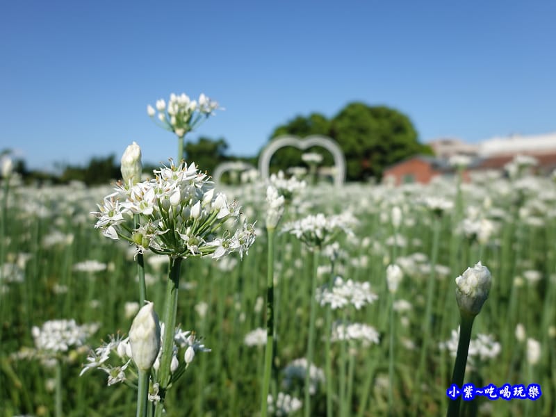 2019-9-13大溪韮菜花田-首圖.jpg 2019-9-13大溪韮菜花田-首圖.jpg