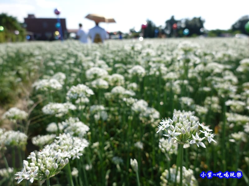 2019-9-13大溪韮菜花田 (7).jpg 2019-9-13大溪韮菜花田 (7).jpg