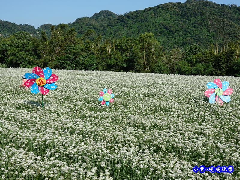 2019-9-13大溪韮菜花田 (19).jpg 2019-9-13大溪韮菜花田 (19).jpg
