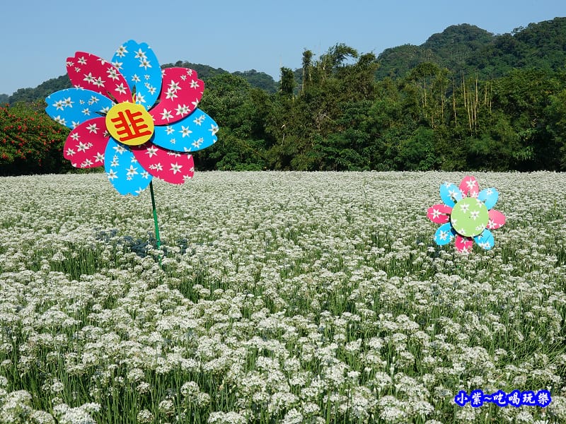 2019-9-13大溪韮菜花田 (22).jpg 2019-9-13大溪韮菜花田 (22).jpg
