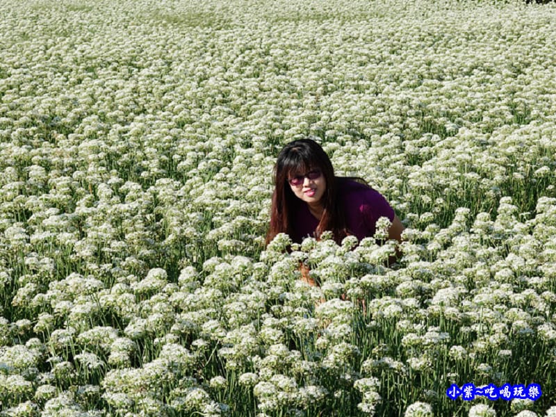 2019-9-13大溪韮菜花田 (17).jpg 2019-9-13大溪韮菜花田 (17).jpg