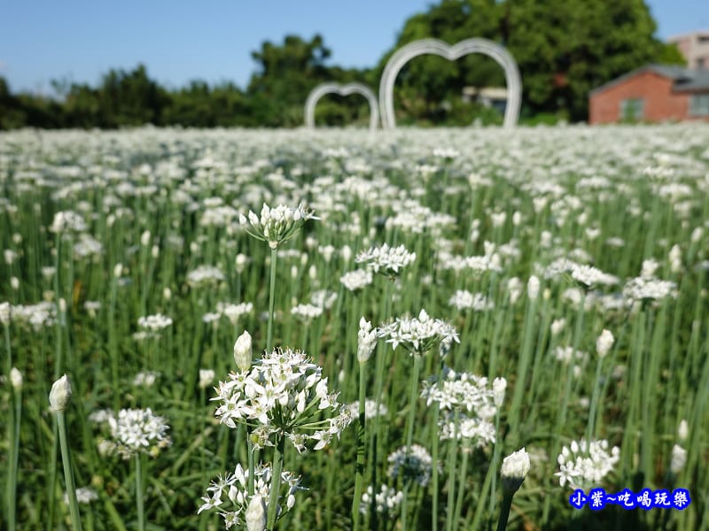 2019-9-13大溪韮菜花田 (13).jpg 2019-9-13大溪韮菜花田 (13).jpg