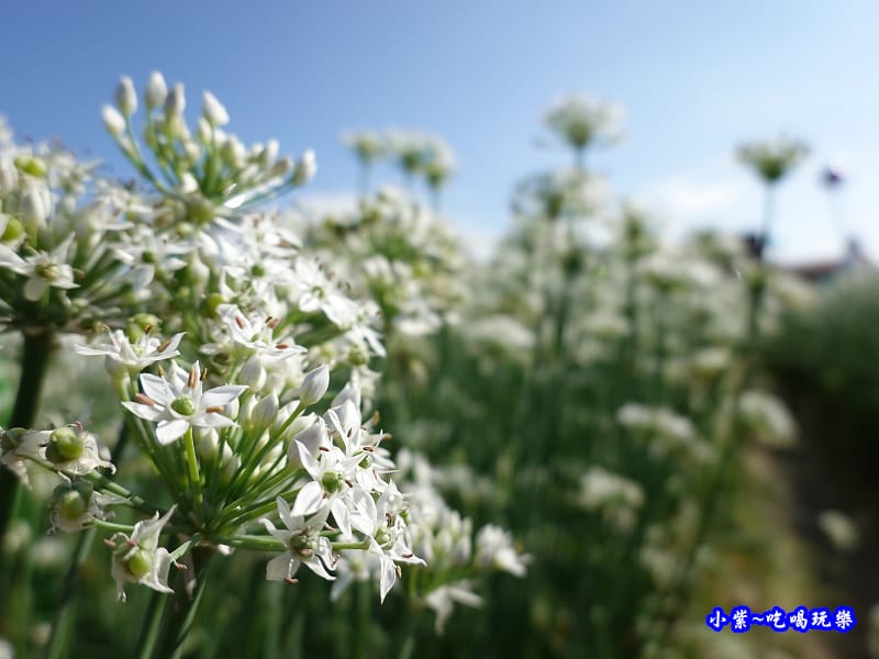 2019-9-13大溪韮菜花田 (8).jpg 2019-9-13大溪韮菜花田 (8).jpg