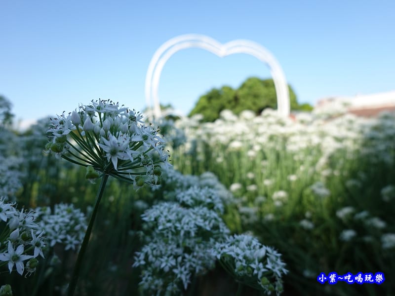 2019-9-13大溪韮菜花田 (12).jpg 2019-9-13大溪韮菜花田 (12).jpg