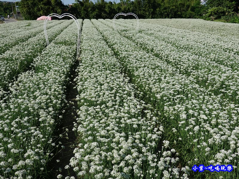 2019-9-13大溪韮菜花田 (14).jpg 2019-9-13大溪韮菜花田 (14).jpg