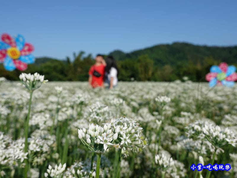 2019-9-13大溪韮菜花田 (20).jpg 2019-9-13大溪韮菜花田 (20).jpg