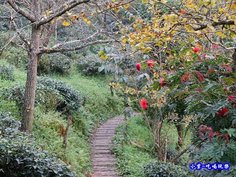 武岫農圃-銀杏林觀景步道花兒 (4).jpg 武岫農圃-銀杏林觀景步道花兒 (4).jpg