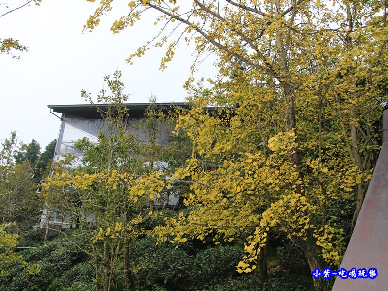 武岫農圃-銀杏林觀景步道 (33).jpg 武岫農圃-銀杏林觀景步道 (33).jpg