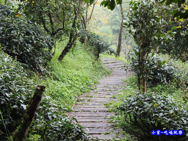武岫農圃-銀杏林觀景步道 (43).jpg 武岫農圃-銀杏林觀景步道 (43).jpg