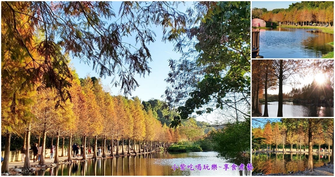 月眉人工生態濕地變色落羽松首圖.jpg 月眉人工生態濕地變色落羽松首圖.jpg