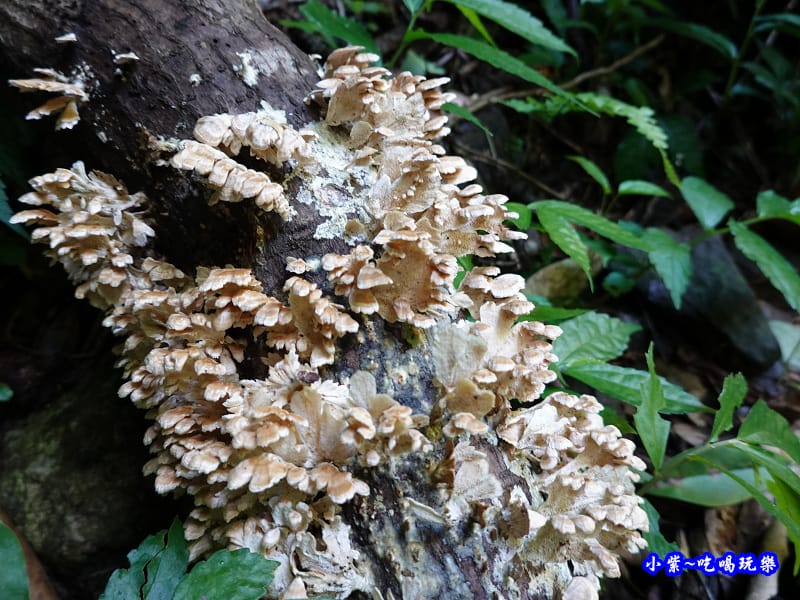 北橫-蝙蝠洞18.jpg 北橫-蝙蝠洞18.jpg