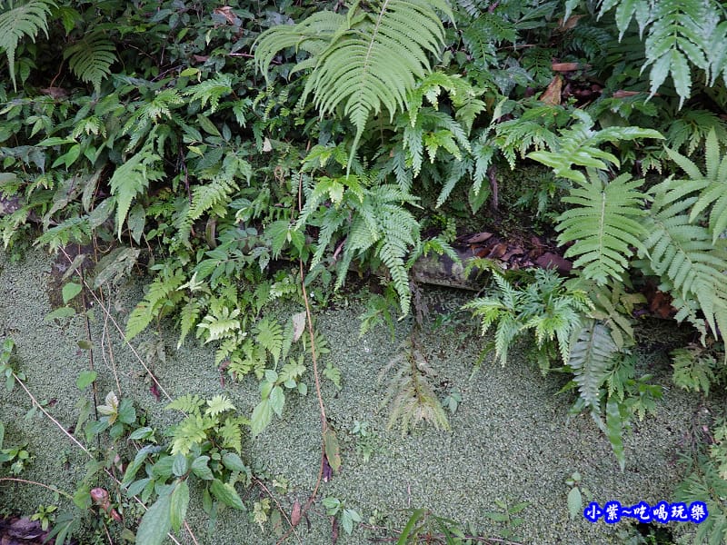 北橫-蝙蝠洞12.jpg 北橫-蝙蝠洞12.jpg