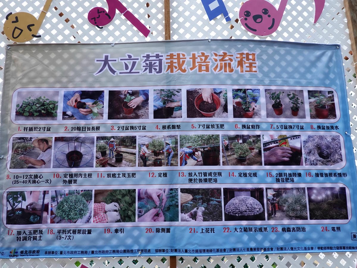 大立菊栽培流程.JPG 大立菊栽培流程.JPG