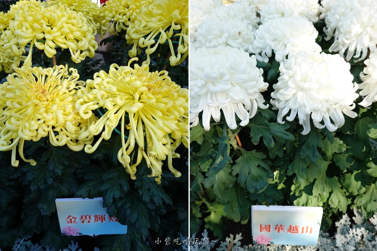 2019士林官邸菊花展 (6).jpg 2019士林官邸菊花展 (6).jpg