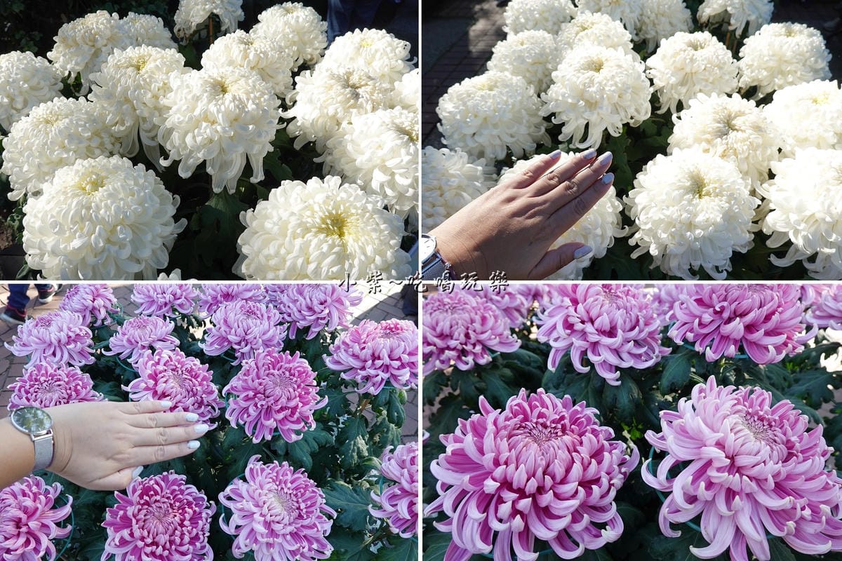2019士林官邸菊花展 (2).jpg 2019士林官邸菊花展 (2).jpg