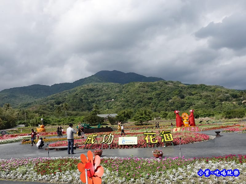 2020台東成功花海 (6).jpg 2020台東成功花海 (6).jpg