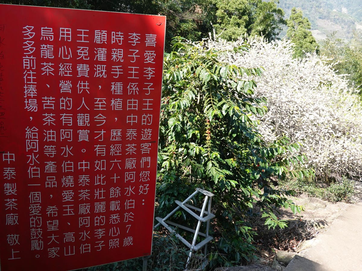 李子王咖啡園-李子老樹-草坪頭櫻花季 (7).JPG 李子王咖啡園-李子老樹-草坪頭櫻花季 (7).JPG
