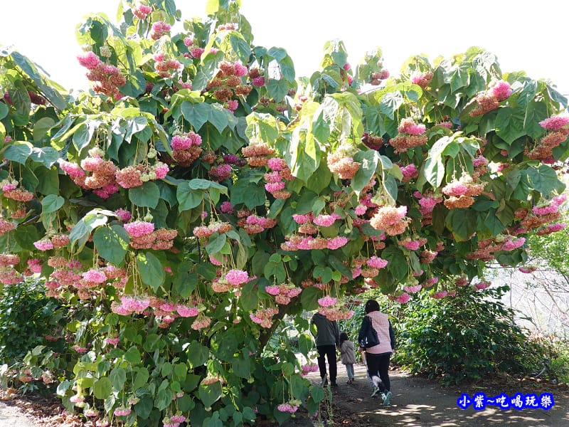 P14明生茶園停車場-百鈴花、非洲芙蓉 (1).jpg P14明生茶園停車場-百鈴花、非洲芙蓉 (1).jpg