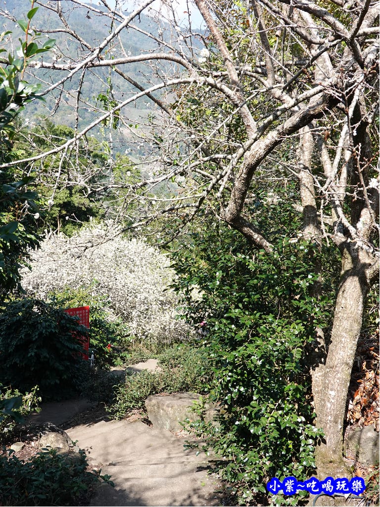 李子王咖啡園-李子老樹-草坪頭櫻花季 (5).jpg 李子王咖啡園-李子老樹-草坪頭櫻花季 (5).jpg