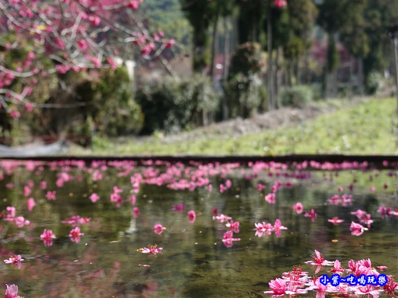 單瓣緋寒櫻、山櫻花-草坪頭櫻花季 (4).jpg 單瓣緋寒櫻、山櫻花-草坪頭櫻花季 (4).jpg