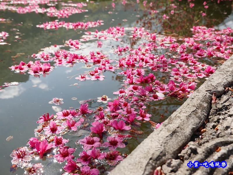 單瓣緋寒櫻、山櫻花-草坪頭櫻花季 (5).jpg 單瓣緋寒櫻、山櫻花-草坪頭櫻花季 (5).jpg