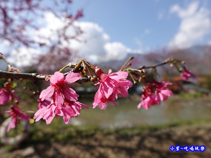 親水公園-草坪頭櫻花季 (1).jpg 親水公園-草坪頭櫻花季 (1).jpg