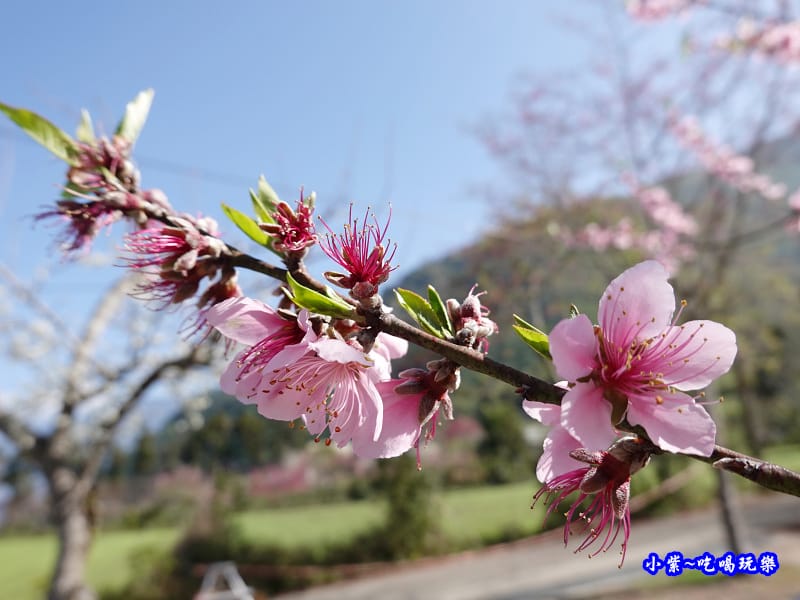 玉峰製茶所附近住宅旁桃花-草坪頭櫻花季 (1).jpg 玉峰製茶所附近住宅旁桃花-草坪頭櫻花季 (1).jpg