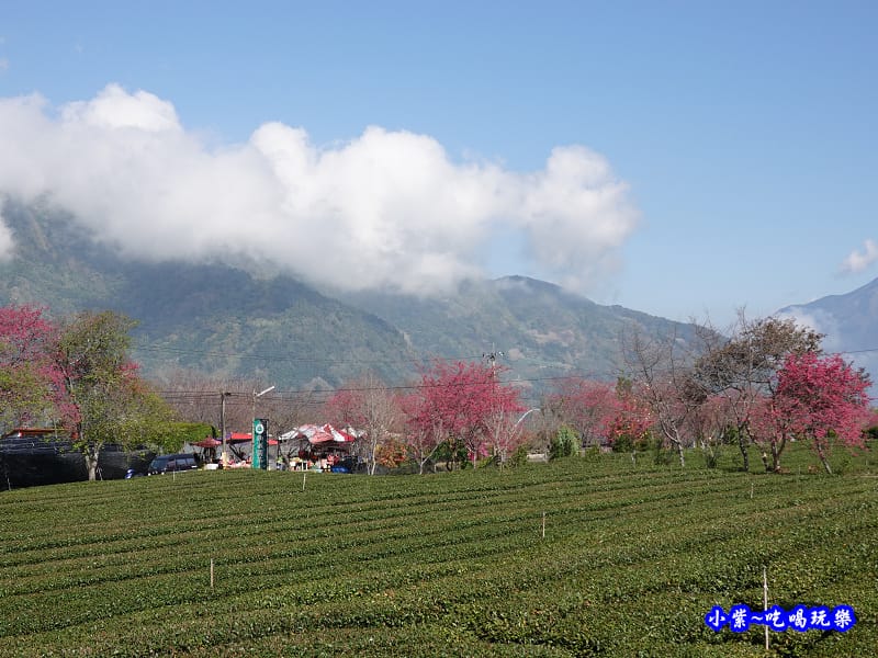 桃花步道-新峰製茶-草坪頭櫻花季 (2).jpg 桃花步道-新峰製茶-草坪頭櫻花季 (2).jpg