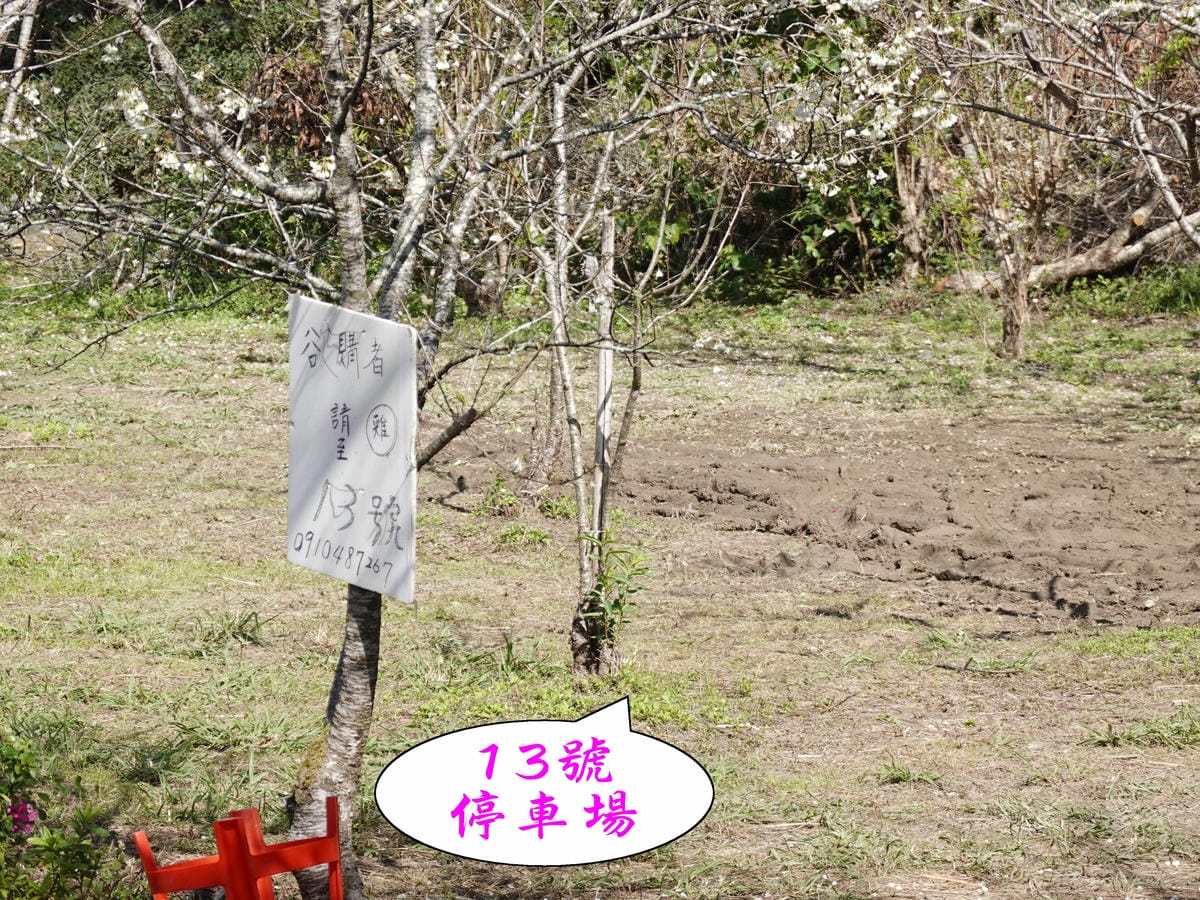 P13有賣土雞-草坪頭櫻花季 (1).jpg P13有賣土雞-草坪頭櫻花季 (1).jpg