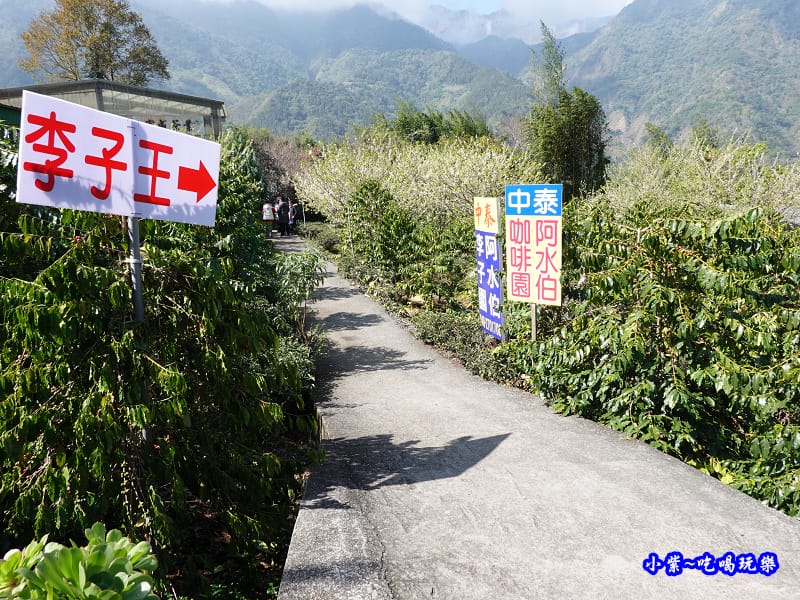 李子王咖啡園-李子老樹-草坪頭櫻花季 (2).jpg 李子王咖啡園-李子老樹-草坪頭櫻花季 (2).jpg