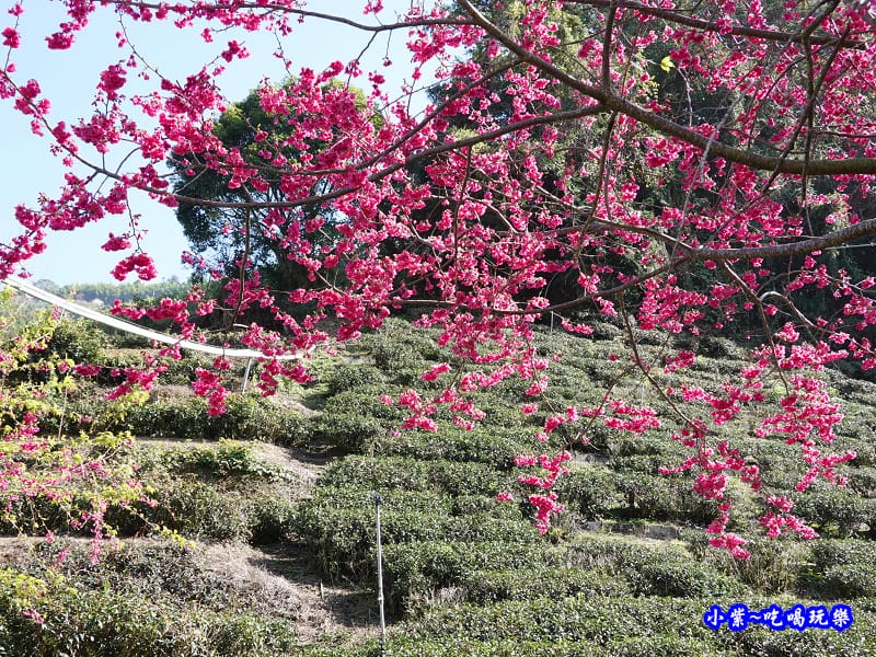 2020草坪頭櫻花季 (3).jpg 2020草坪頭櫻花季 (3).jpg