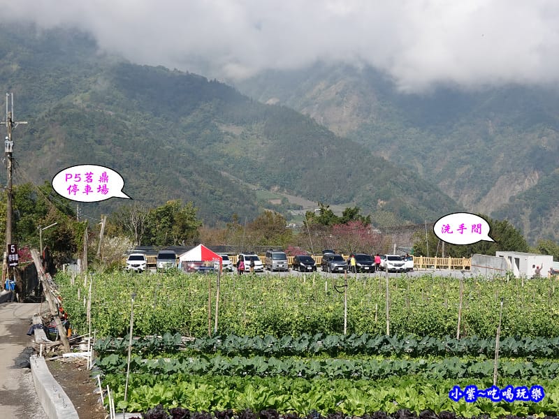 P5茗鼎停車場-草坪頭櫻花季 (2).jpg P5茗鼎停車場-草坪頭櫻花季 (2).jpg