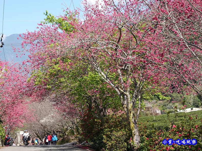 2020草坪頭櫻花季 (1).jpg 2020草坪頭櫻花季 (1).jpg