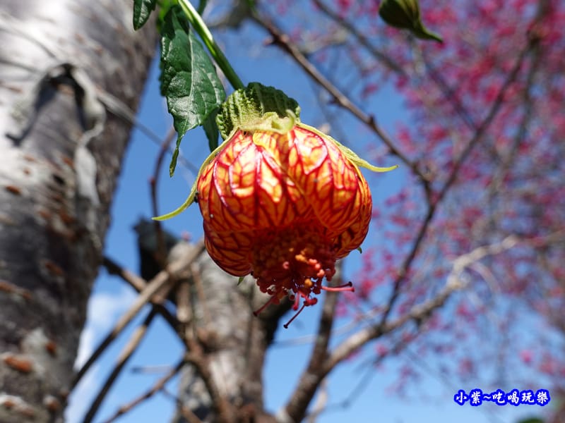 2020草坪頭櫻花季 (9).jpg 2020草坪頭櫻花季 (9).jpg
